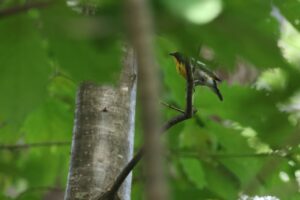 キビタキ雄2025年8月18日