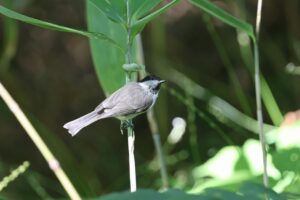 ハシブトガラ2025年8月18日
