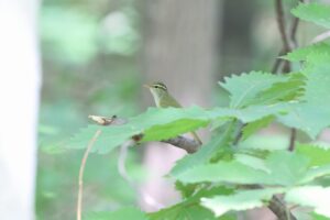 センダイムシクイ2025年8月3日