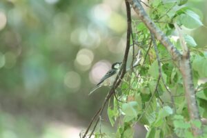 シジュウカラ2025年8月18日幼鳥