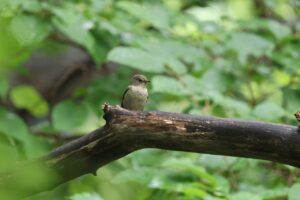 キビタキ幼鳥2025年8月30日