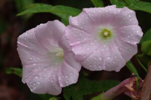 コヒルガオ2025年8月30日