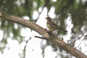 アオジ幼鳥2025年8月25日