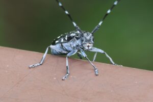 ゴマダラカミキリ2025年8月11日