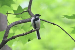シジュウカラ幼鳥2025年8月25日