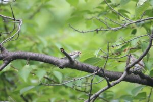 コサメビタキ2025年8月11日親子
