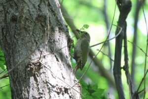 ヤマゲラ雌2025年8月3日2ミズナラにとまる