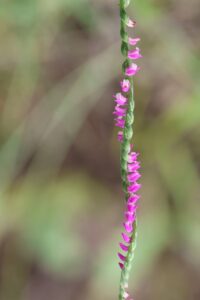 ネジバナ2025年8月11日