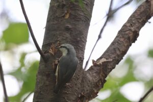 ゴジュウカラ2025年8月25日亜種シロハラゴジュウカラ