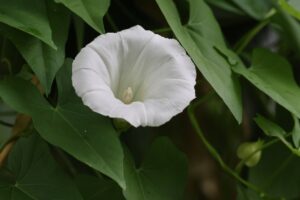 ヒロハヒルガオ2025年8月3日