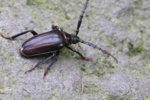 ノコギリカミキリ2025年8月11日