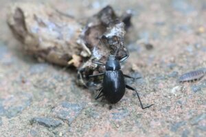 キマワリ2025年8月30日