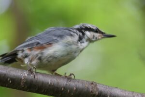 ゴジュウカラ2025年8月11日