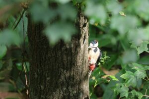 アカゲラ雄2025年8月25日