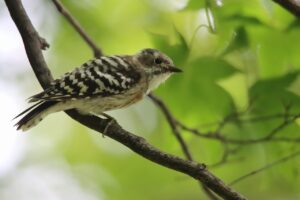 コゲラ2025年8月30日