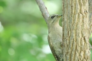ヤマゲラ雌2025年8月18日