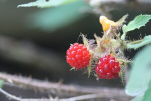 エビガライチゴ2025年8月3日