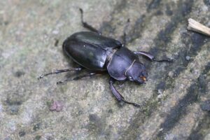 ミヤマクワガタ雌2025年8月25日