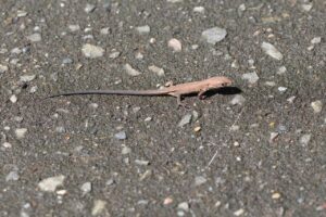 ニホンカナヘビ2025年8月25日