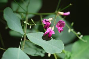 ヤマハギ2025年8月30日