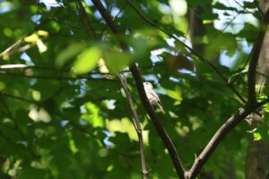 コサメビタキ2025年8月18日