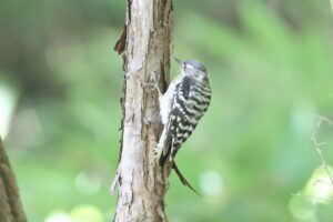 コゲラ2025年8月18日2