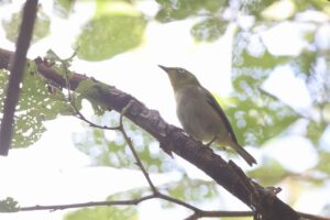 メジロ2025年8月25日
