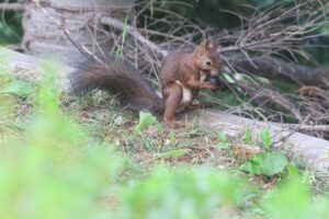 エゾリス2025年8月25日