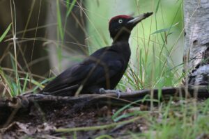 クマゲラ雄2025年8月25日