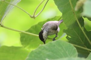 ハシブトガラ2025年8月11日クズ