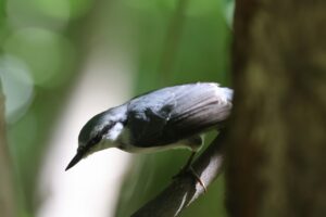 ゴジュウカラ2025年8月18日亜種シロハラゴジュウカラ