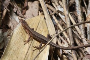 ニホンカナヘビ2025年8月11日