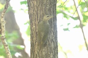 ヤマゲラ雌2025年8月25日