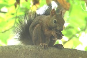 エゾリス2025年8月18日オニグルミの実を食べる