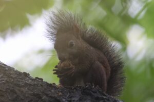 エゾリス2025年8月30日