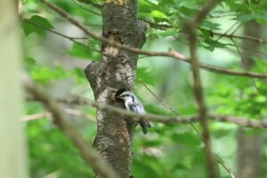 ゴジュウカラ2025年8月3日