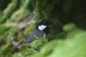 ヒガラ2025年8月30日