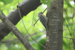コゲラ2025年8月25日
