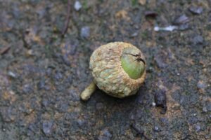 ミズナラのどんぐりなりかけで落ちたもの2025年8月25日