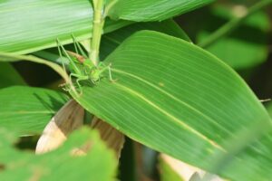 ハネナガキリギリス2025年8月11日