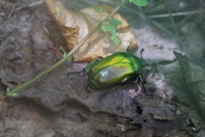 アオカナブン2025年8月11日