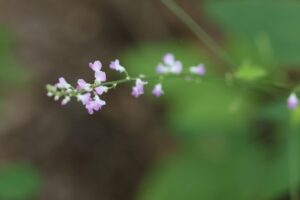 ヌスビトハギ2025年8月3日