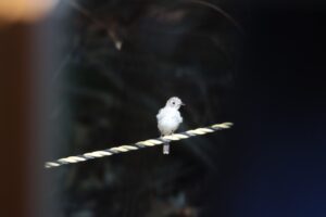 コサメビタキ幼鳥2025年8月3日