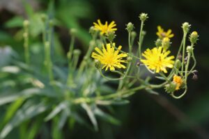 ヤナギタンポポ2025年8月3日
