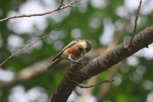 ヤマガラ幼鳥2025年8月3日
