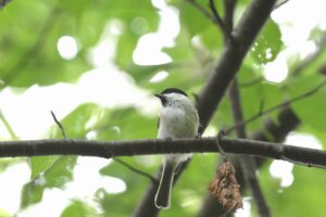 ハシブトガラ2025年8月25日