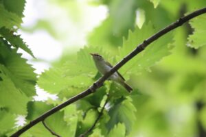 センダイムシクイ2025年8月30日