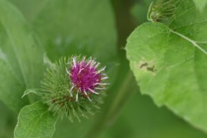 ゴボウ2025年8月3日