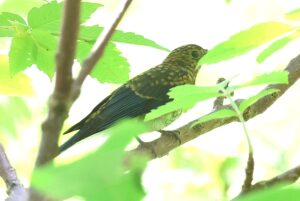 オオルリ幼鳥雄2025年8月18日