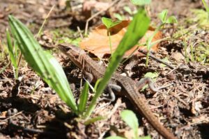 ニホンカナヘビ2025年8月30日